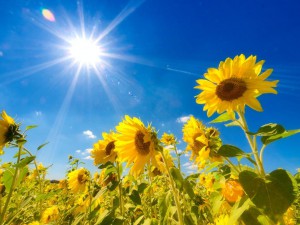sun-and-sunflowers2