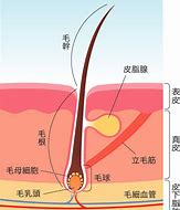 頭皮が生まれ変わるサイクル